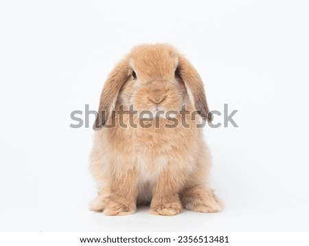 Orange baby holland lop rabbit sitting on white background. Font view of holland lop rabbit.