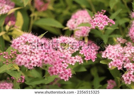 pink spiraea japonica pink plants flowers, close shot Royalty-Free Stock Photo #2356515325