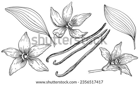 Vanilla Flower with Sticks set. Vector hand drawn illustration of orchid Flower and pods on isolated background. Bundle with outline drawing of spice. Sketch in line art style painted by black inks. Royalty-Free Stock Photo #2356517417