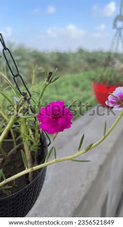 Close up picture of moss-rose Purslane flower.