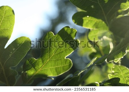 macro oak leaves in the sunshine
