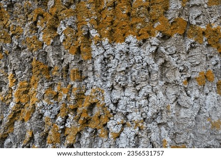 Embossed texture of the ash bark. Photo of the fir tree with moss and lichen.