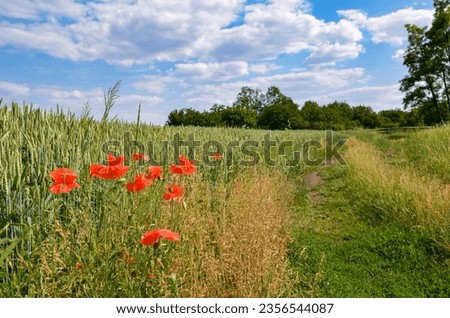 A road running along a wheat field and several poppies that have blossomed.