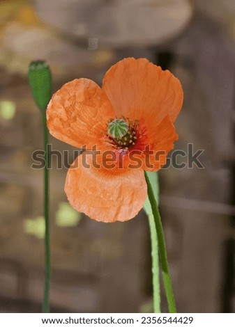 The Poppy is the Remembrance flower and also a dainty yet captivating wildflower that adorns with its brilliant color.