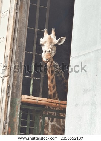 Funny Giraffe Eating at Zoo 