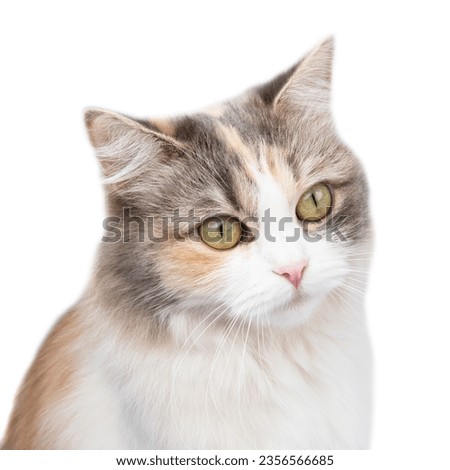 Fluffy cat isolated on white cute face