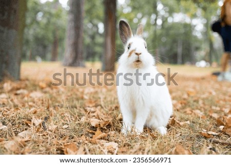 The rabbit is sitting on the grass with yellow leaves. Autumn background with a rabbit.