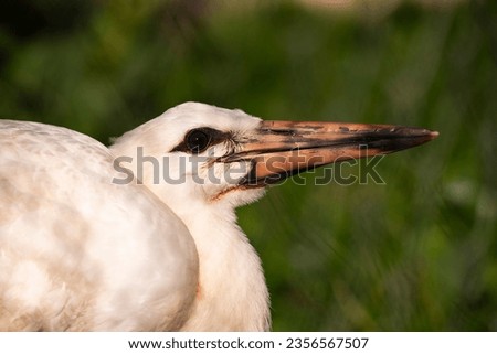 animals wildlife birds in nature 