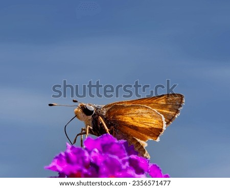 Skipper butterfly proboscis on a purple flower
