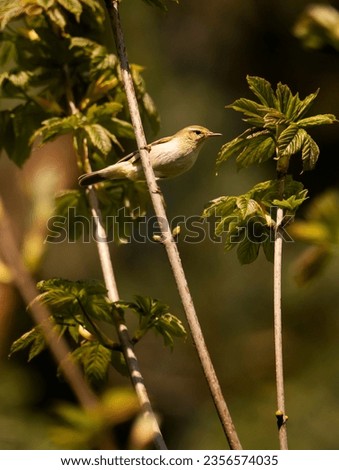 wildlife birds on branch in nature