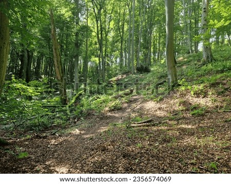 Sunny scene in a dense forest