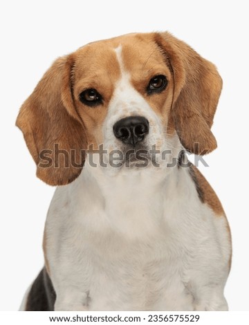 portrait picture of beautiful small beagle dog looking forward and sitting in front of white background in studio