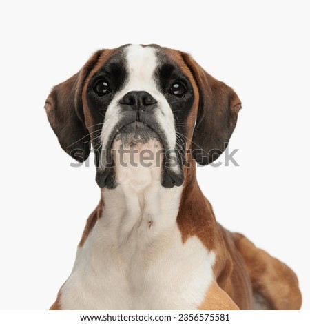 cutout portrait picture of sweet boxer puppy looking up and being curious while laying down on white background in studio