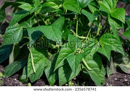 Ripe green long beans hanging on plant in organic garden, healthy vegetables Royalty-Free Stock Photo #2356578741
