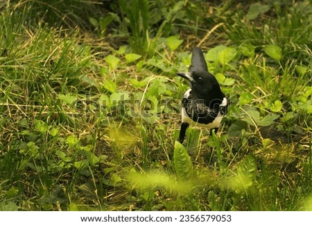 wildlife bird sitting on branch in nature