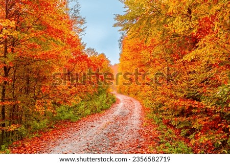Autumn landscape in beautiful forest with colorful trees. colorful leaves of fall in nature. autumn season in japan. Road scenery in the jungle on mountain. Beautiful autumn colors. Autumn background. Royalty-Free Stock Photo #2356582719