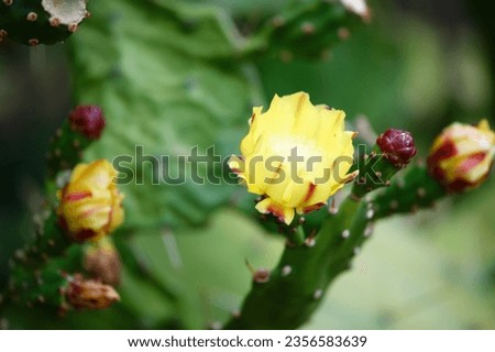 Yellow flower of cactus growing in a garden on the island of Corsica .