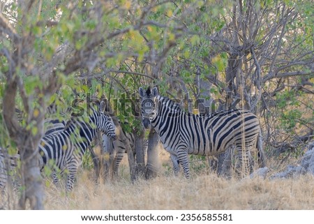 Plains zebra (Equus quagga) Okavango Delta or Okavango Grassland, Botswana