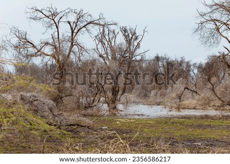 dead trees stand in lake in Africa. Global warming, climate catastrophe concept. Tanzania, Maniara national park. beautiful view African trees without leaves on background of light water
