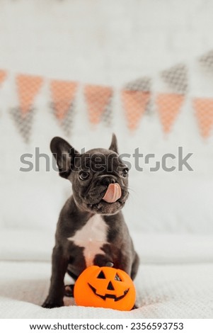 Happy beautiful gray pet doggy sitting on white bed celebrates Halloween. Young french bulldog with blue eyes spending time with pumpkin toy Jack lantern for hallows eve at bedroom