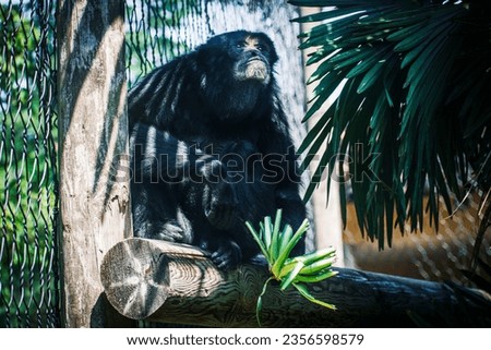 lovely monkey in a cage in a zoo