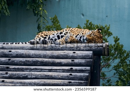 A wild Jaguar is sleeping on some wooden logs. Whole picture of the feline Panther Onca South America