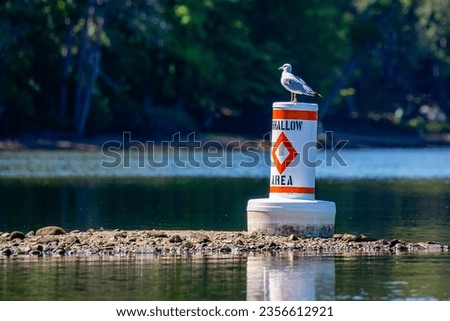 Ring-billed Gull (Larus delawarensis) standing on a shallow area navigational buoy, horizontal Royalty-Free Stock Photo #2356612921