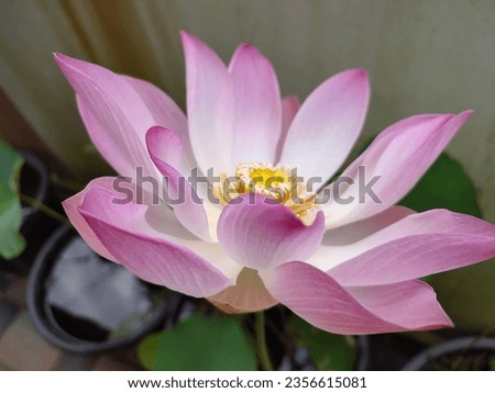 lotus flowers fully opened in nature