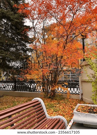 autumn in the city with yellow and red foliage. Bench in fall park.