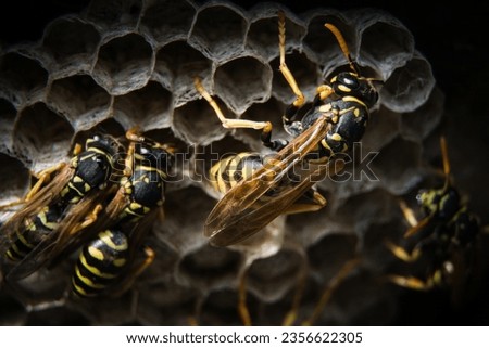 wasp is any insect of the narrow-waisted suborder Apocrita of the order Hymenoptera which is neither a bee nor an ant; this excludes the broad-waisted sawflies (Symphyta), which look somewhat like was Royalty-Free Stock Photo #2356622305