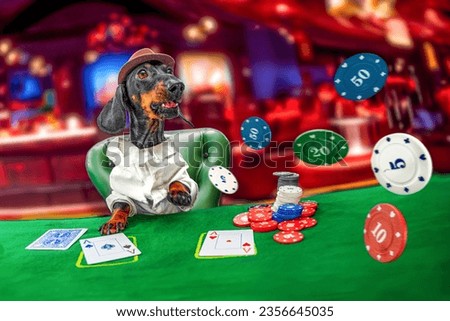 Funny excited dachshund dog in shirt, hat sits at cloth green table in casino makes a bet, plays cards, throws chips Adrenaline, addiction gambler makes a big bet Cartoon pet bachelor party in Vegas