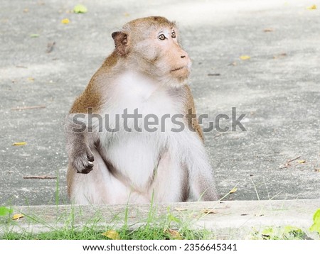 Monkey sitting and eating food. Picture of a monkey.