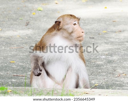 Monkey sitting and eating food. Picture of a monkey.