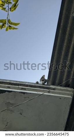  A cute cat sneak peek on the roof