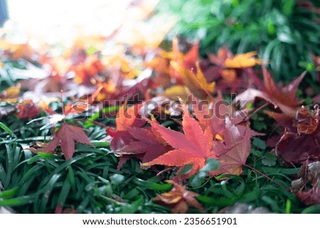 Japanese maple leaf, autumn season image