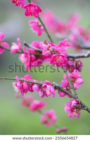 Japanese apricot flower, spring season image