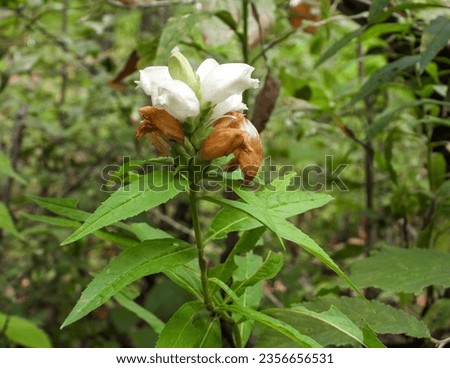 Chelone glabra (White Turtlehead) Native North American Wetland Wildflower