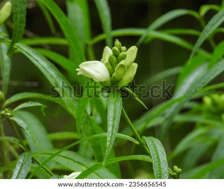 Chelone glabra (White Turtlehead) Native North American Wetland Wildflower