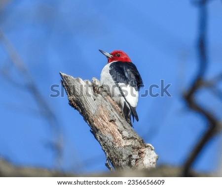 Red-headed Woodpecker
(Melanerpes erythrocephalus) North American Bird 