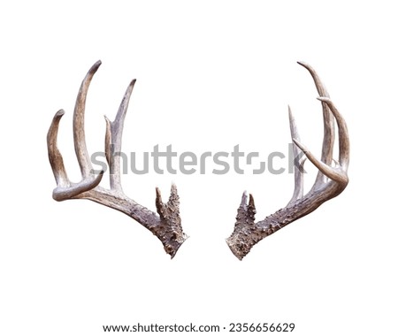 White Tailed Deer (Odocoileus virginianus) Antler Rack Isolated on a White Background Royalty-Free Stock Photo #2356656629