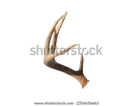 White Tailed Deer (Odocoileus virginianus) Antler Rack Isolated on a White Background