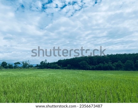 rice field sky mountain mountain view rice field view background field picture mountain picture sky picture