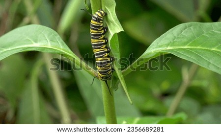 a monarch butterfly caterpillar feeding on a leaf at a butterfly house in costa rica Royalty-Free Stock Photo #2356689281