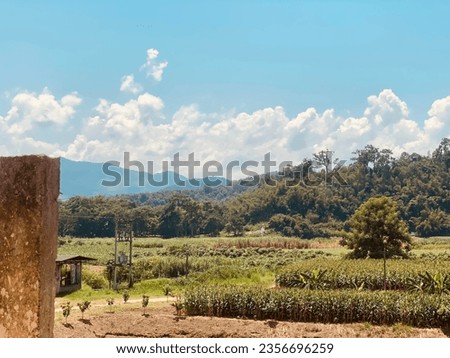  sky, mountains, mountain view, rice view, background, rice field picture, mountain picture, sky picture, agricultural field, wheat field, field crops, farmer