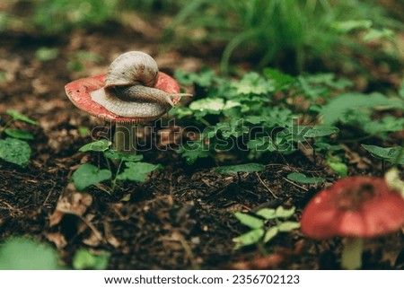 The snail crawls on the mushroom hat, flying natural background. Wallpaper, wildlife, soft focus, toning.