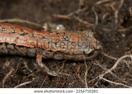 Detailed closeup on an unusual red North Californian slender salamander, Batrachoseps attenuates