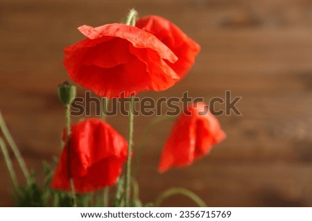 Beautiful poppy flowers on wooden background, closeup. Remembrance Day
