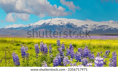 Iceland blooming Icelandic purple lupin flower field with Katla volcano  - Iceland