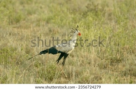 A bird walking in a field
