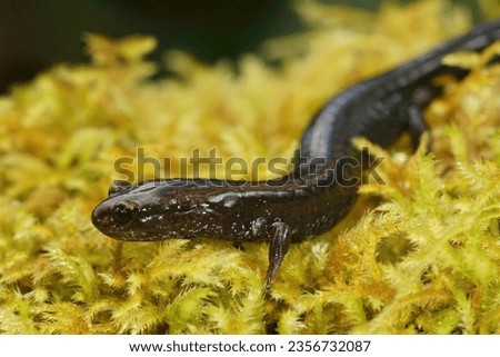 Closeup on a black adult of the endangered Del Norte salamander, Plethodon elongatus